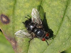 Epicampocera succincta