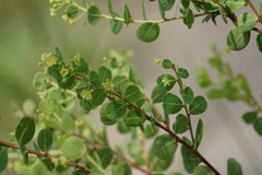Phyllanthopsis phyllanthoides