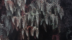Paesia