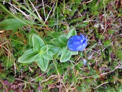 Gentiana platypetala