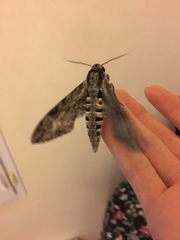 Agrius convolvuli