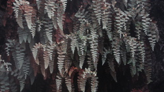 Paesia