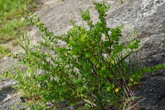Phyllanthopsis phyllanthoides