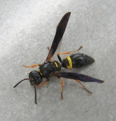 Ancistrocerus unifasciatus