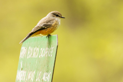 Pyrocephalus rubinus