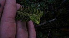 Fernandezia crystallina