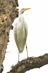 Ardea alba