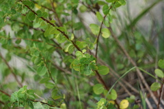 Phyllanthopsis phyllanthoides