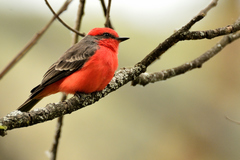 Pyrocephalus rubinus