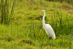 Ardea alba