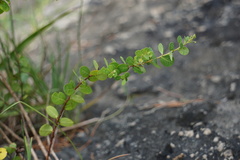 Phyllanthopsis phyllanthoides