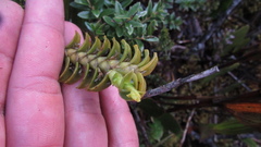 Fernandezia crystallina