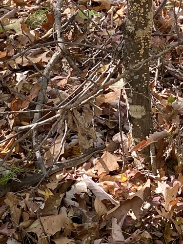 Eastern Hognose Snake photographed in New Hampshire