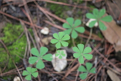 Oxalis hernandesii