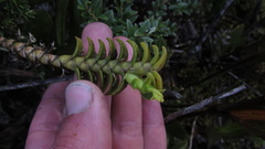 Fernandezia crystallina