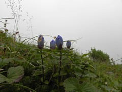 Gentiana platypetala