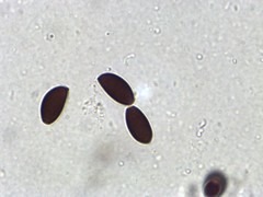 Psathyrella pseudogracilis