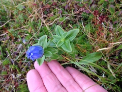 Gentiana platypetala