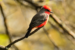 Pyrocephalus rubinus