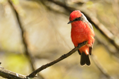 Pyrocephalus rubinus