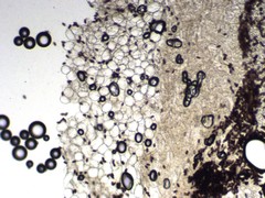 Psathyrella pseudogracilis