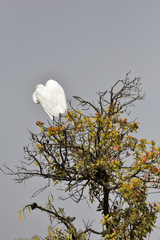 Ardea alba