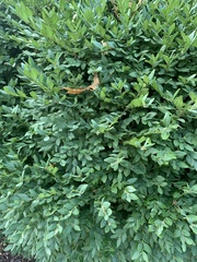 Buxus