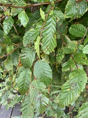 Carpinus betulus
