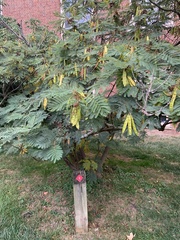 Albizia julibrissin julibrissin