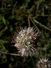 Allium ericetorum