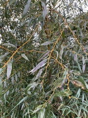 Salix alba