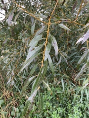 Salix alba