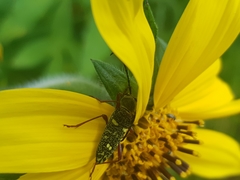 Ochraethes sulphurifer