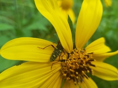 Ochraethes sulphurifer