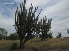 Stenocereus quevedonis