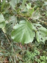 Alnus glutinosa