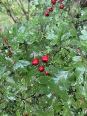 Crataegus monogyna