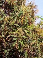 Bocconia arborea