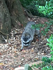 Procyon lotor psora