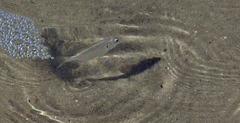 Characiformes