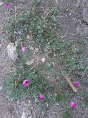 Modiolastrum gilliesii