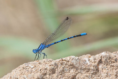 Argia vivida