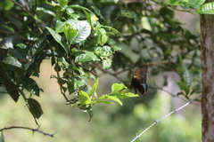 Heraclides androgeus epidaurus