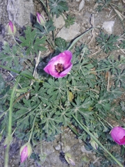 Modiolastrum gilliesii