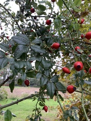 Rosa canina