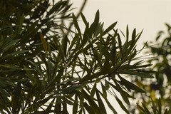 Pouteria salicifolia