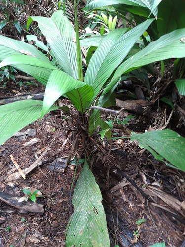 Geonoma cuneata, photograph 3