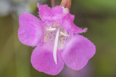 Agalinis filifolia