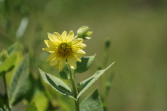 Silphium glutinosum