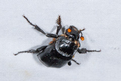Nicrophorus nigrita